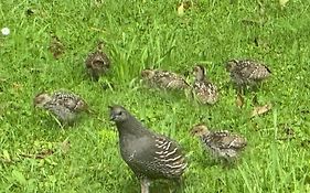 Quail Haven Queen Room